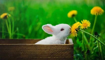 欢迎在宝塔面板安装Z-BlogPHP！